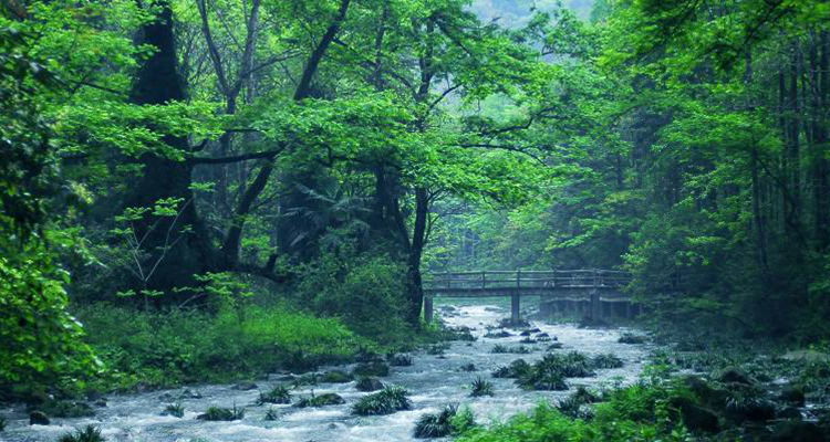 張家界國家森林公園-金鞭溪 張家界國家森林公園-金鞭溪
